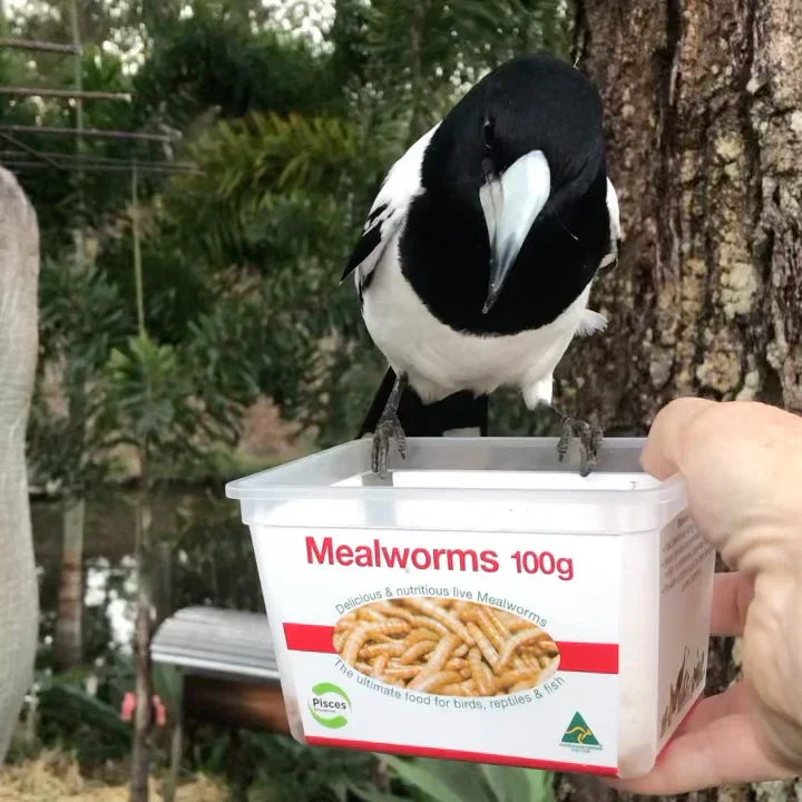 Is it okay to feed native birds?