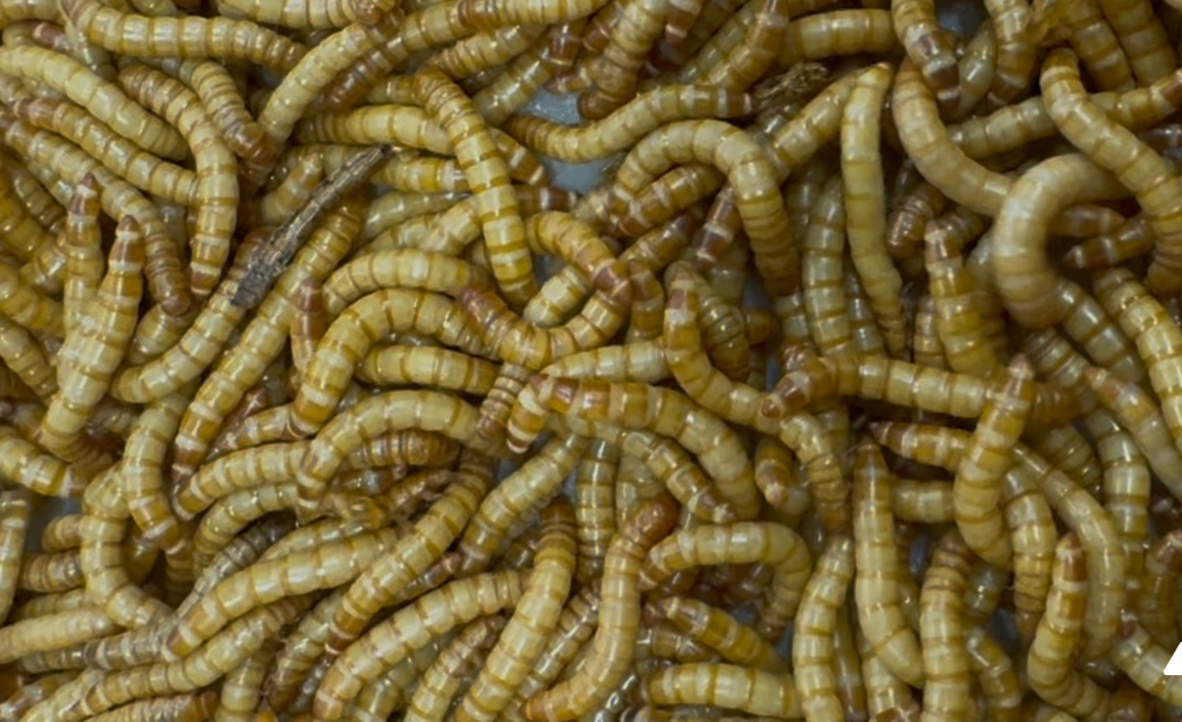 Mealworms, Superworms and Giant Mealworms