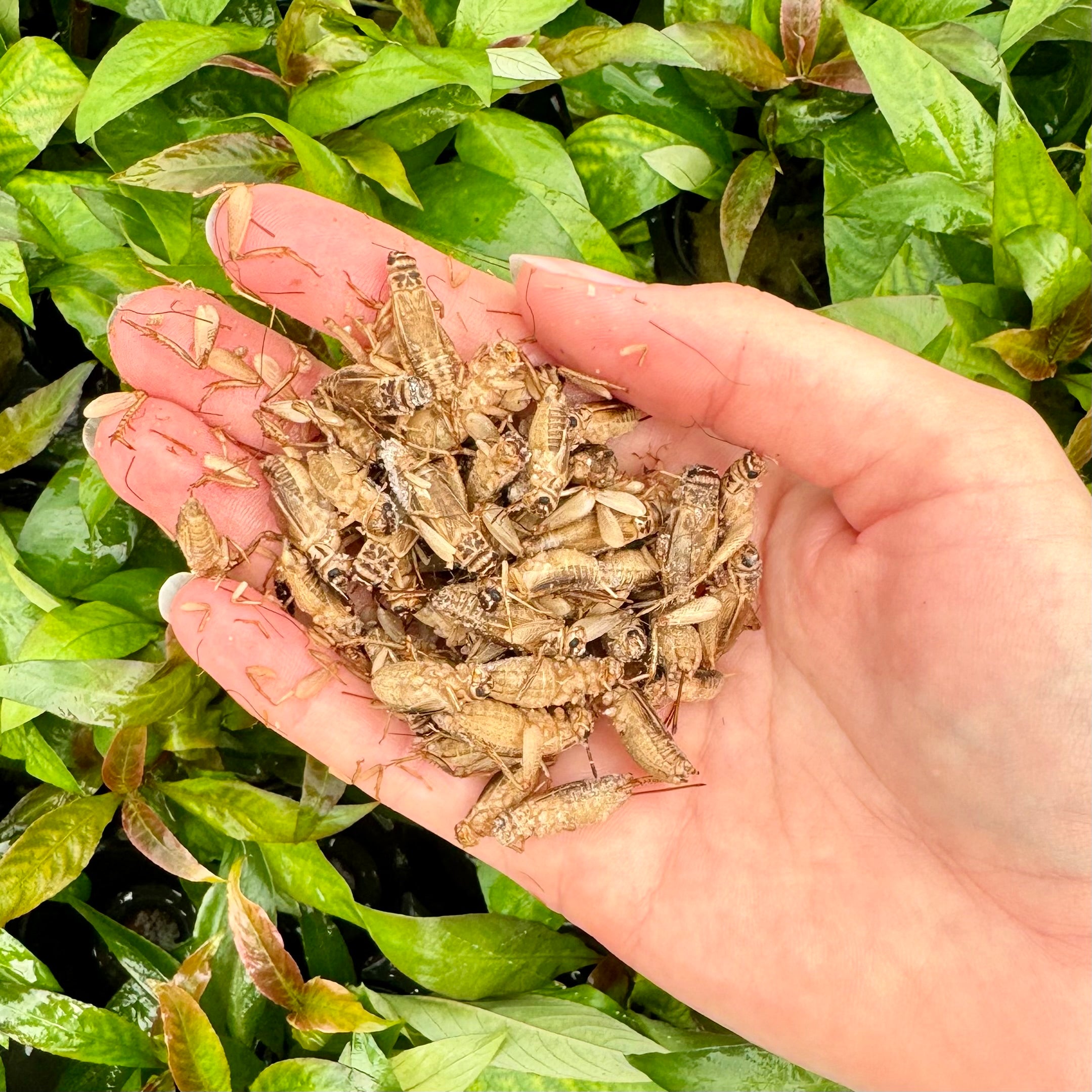 An open hand, holding livefood feeder insect crickets