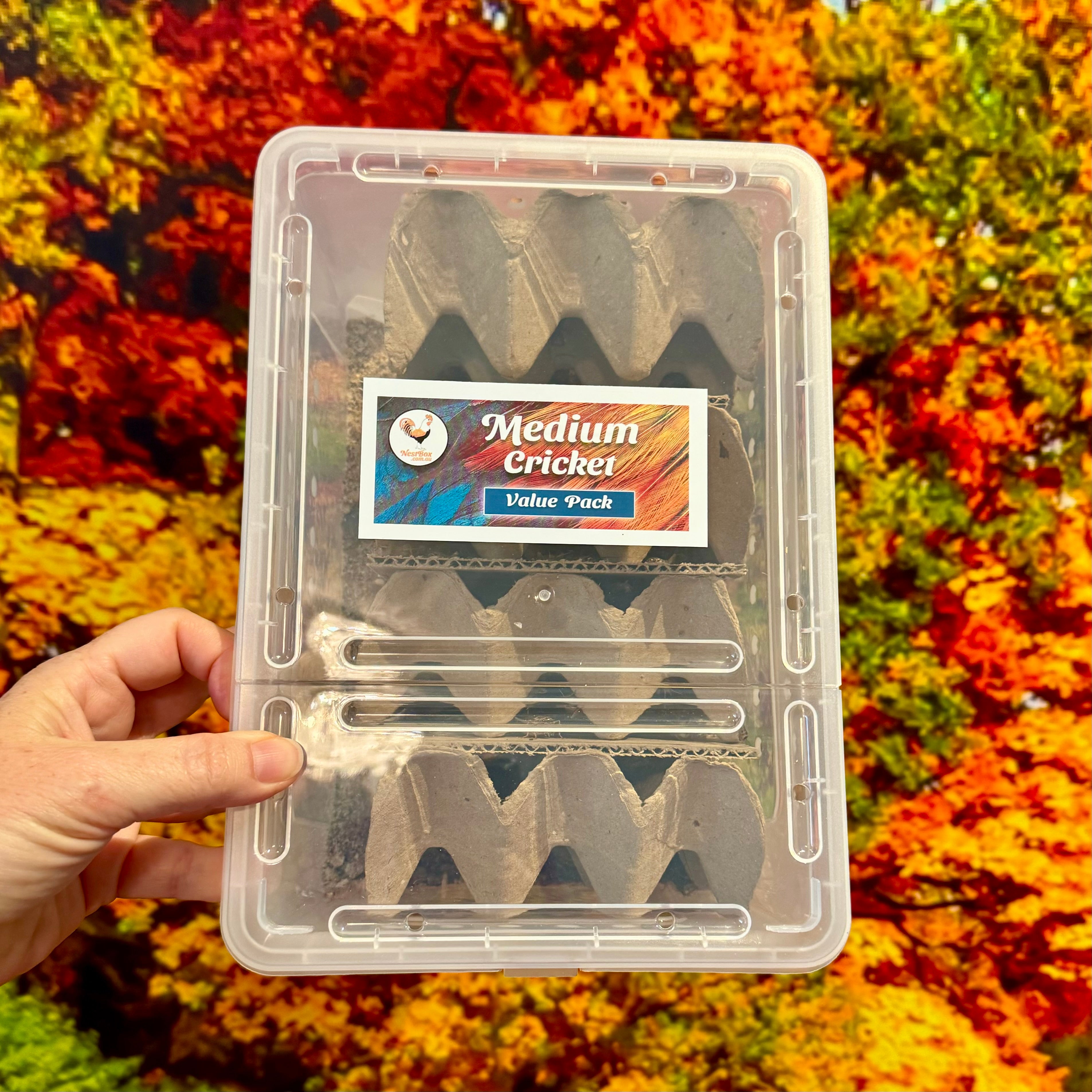 Medium Crickets Value Pack