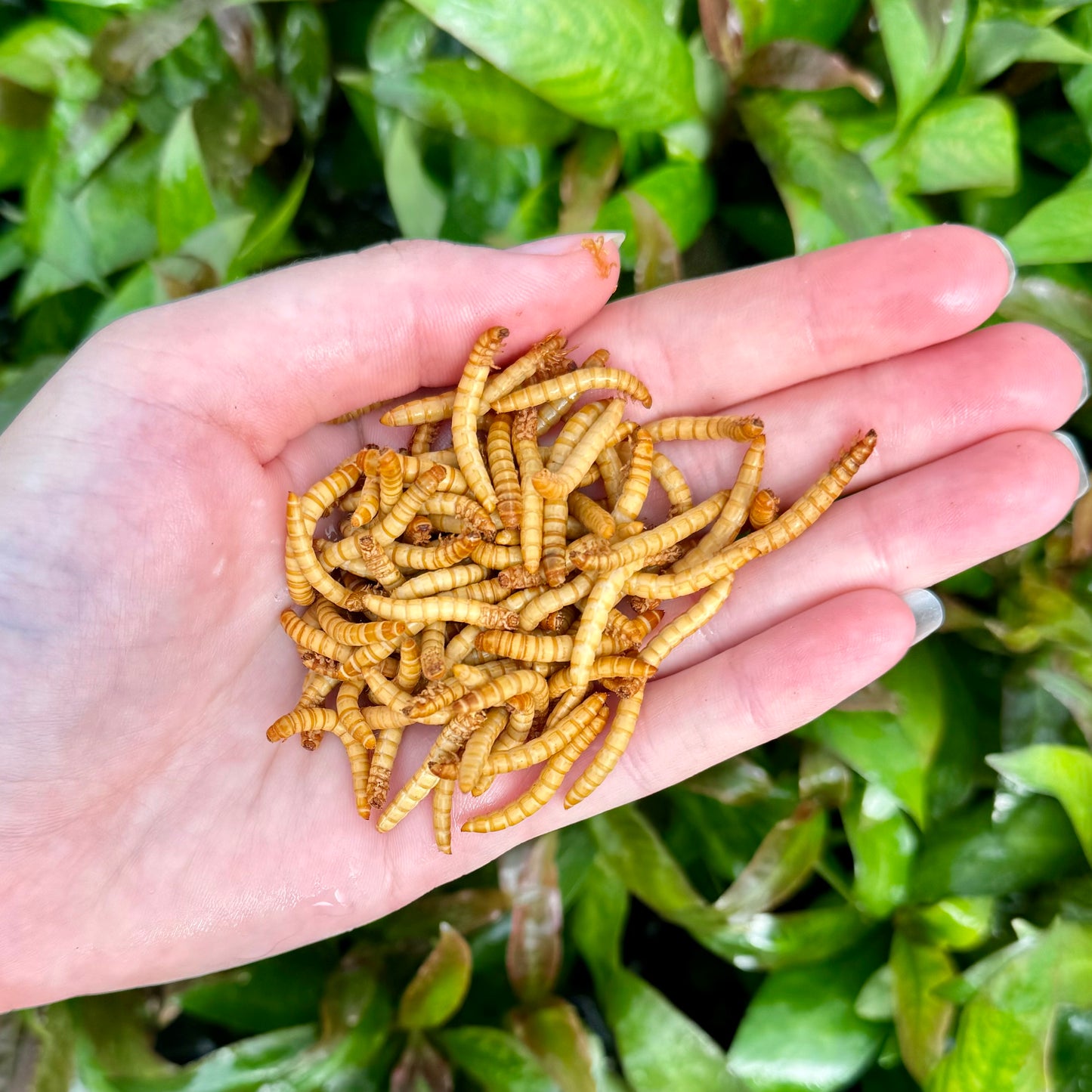An open hand, holding livefood feeder insect mealworms