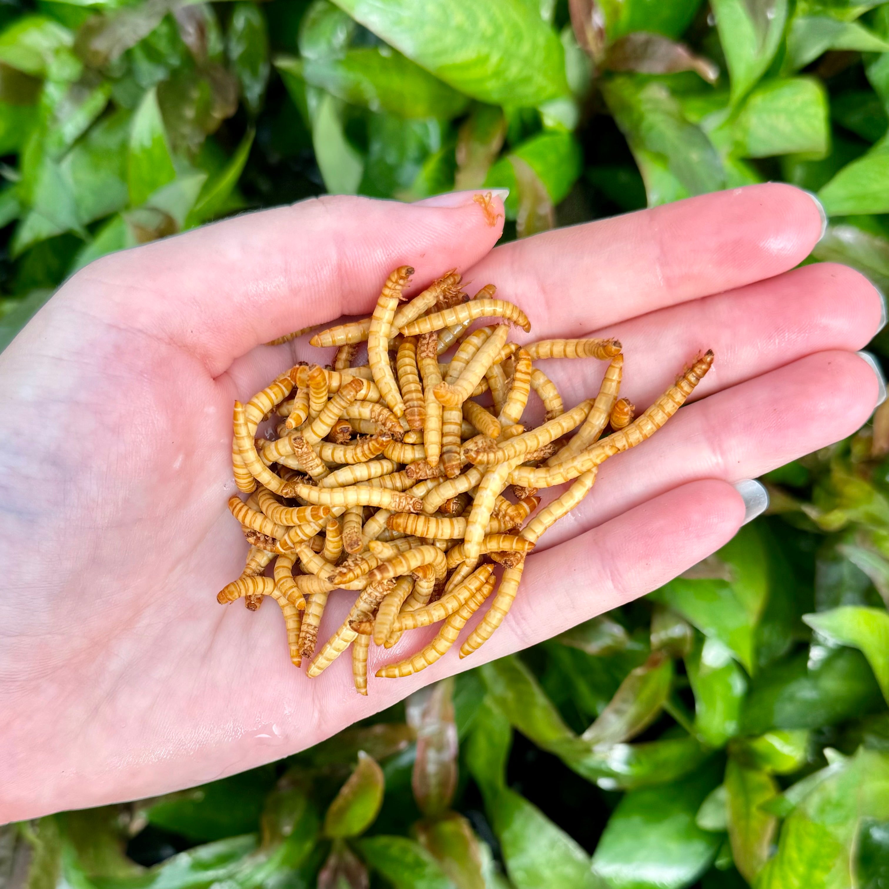 An open hand, holding livefood feeder insect mealworms