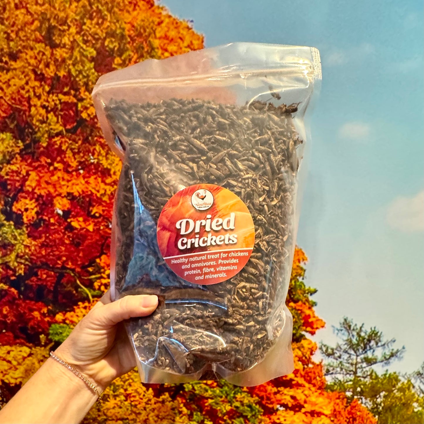 Dried crickets for sale, jumbo pack