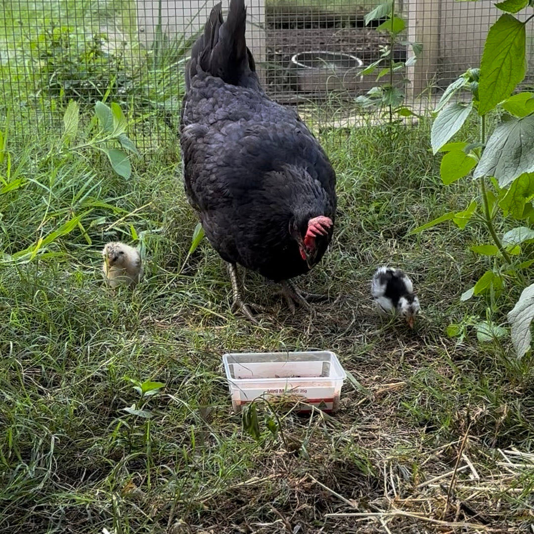 Chicken eating mini mealies mealworms