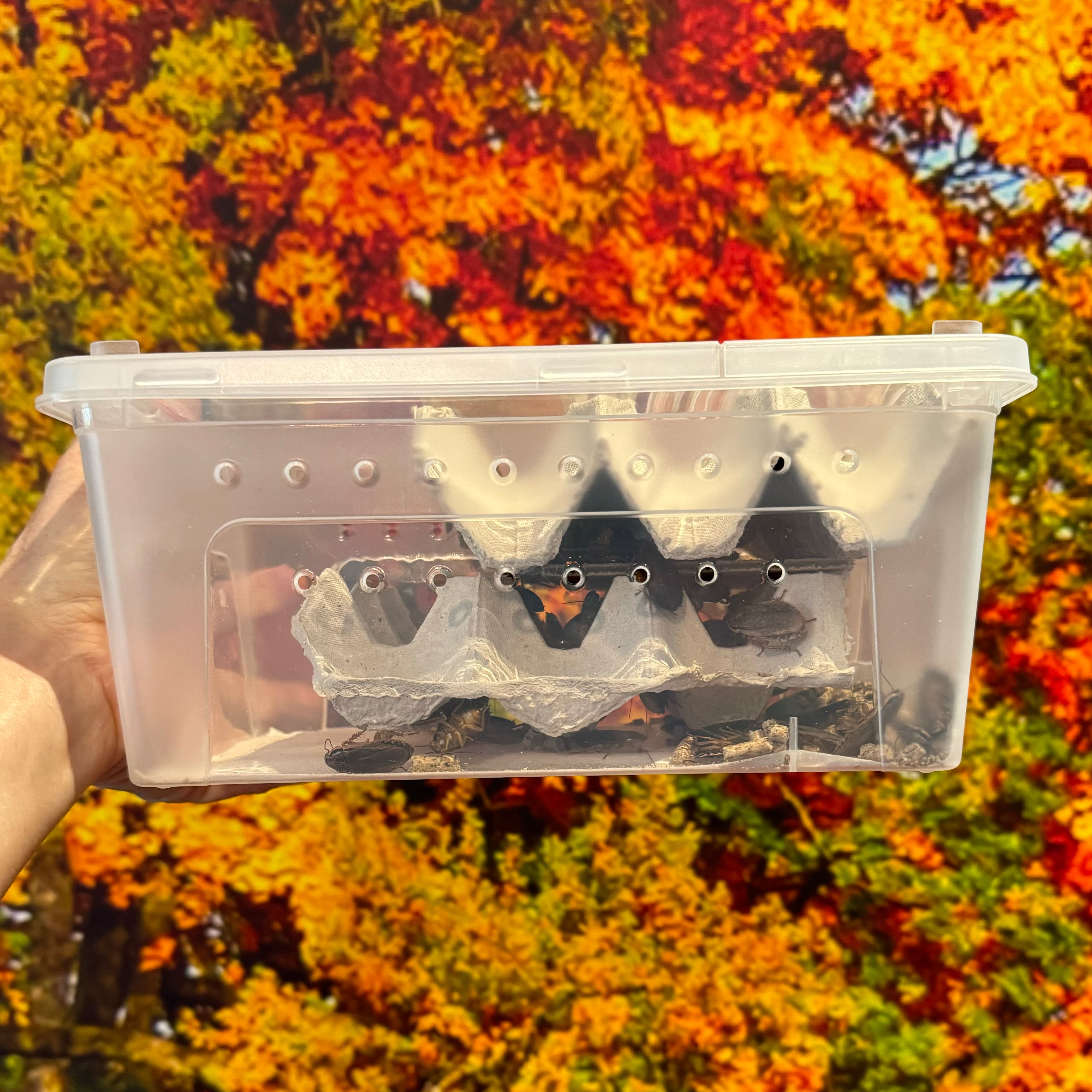 Dried small crickets for sale