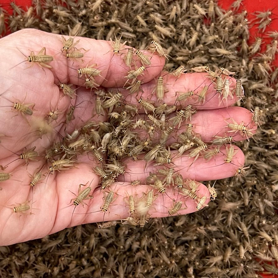 Small Crickets in hand
