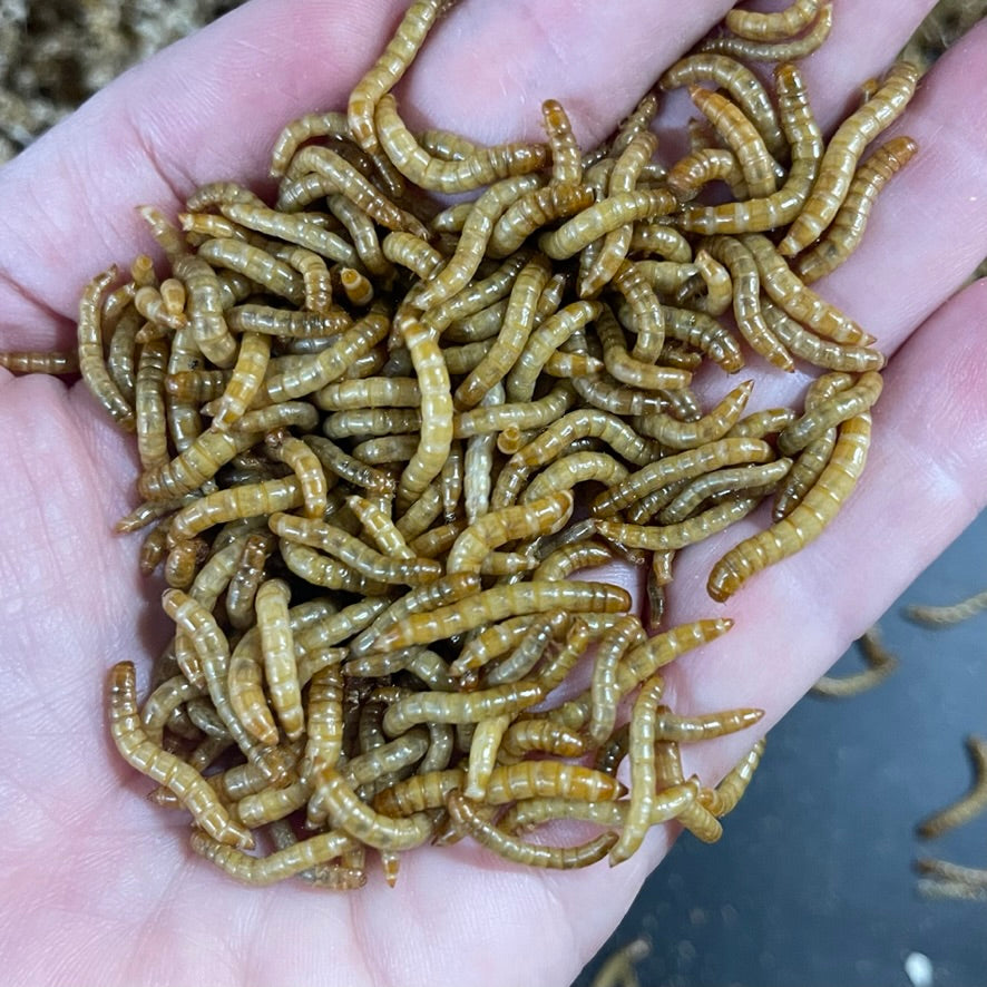 Mealworms, livefood feeder insects
