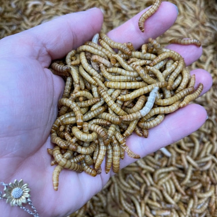 Superworms 1kg