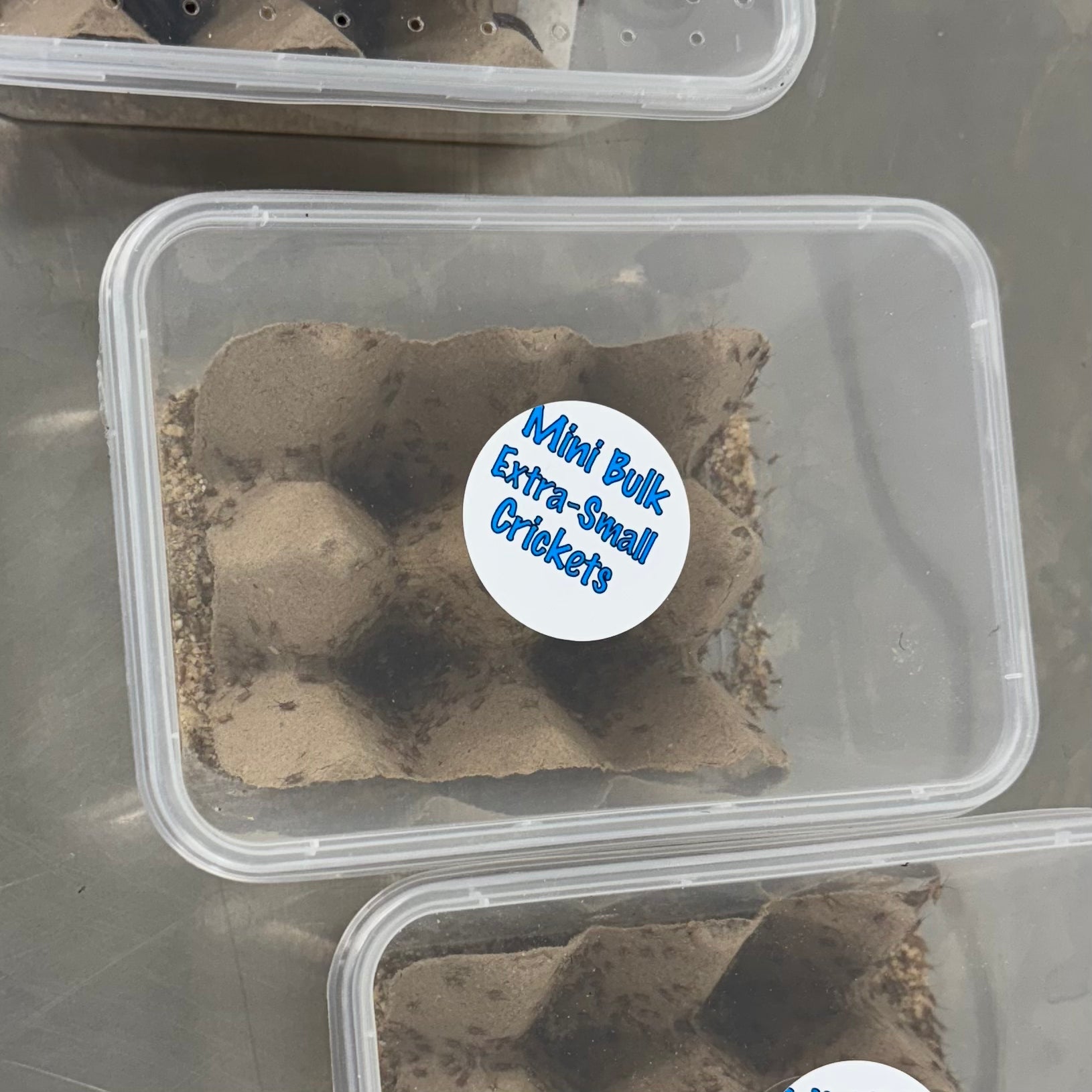 Extra-Small Crickets