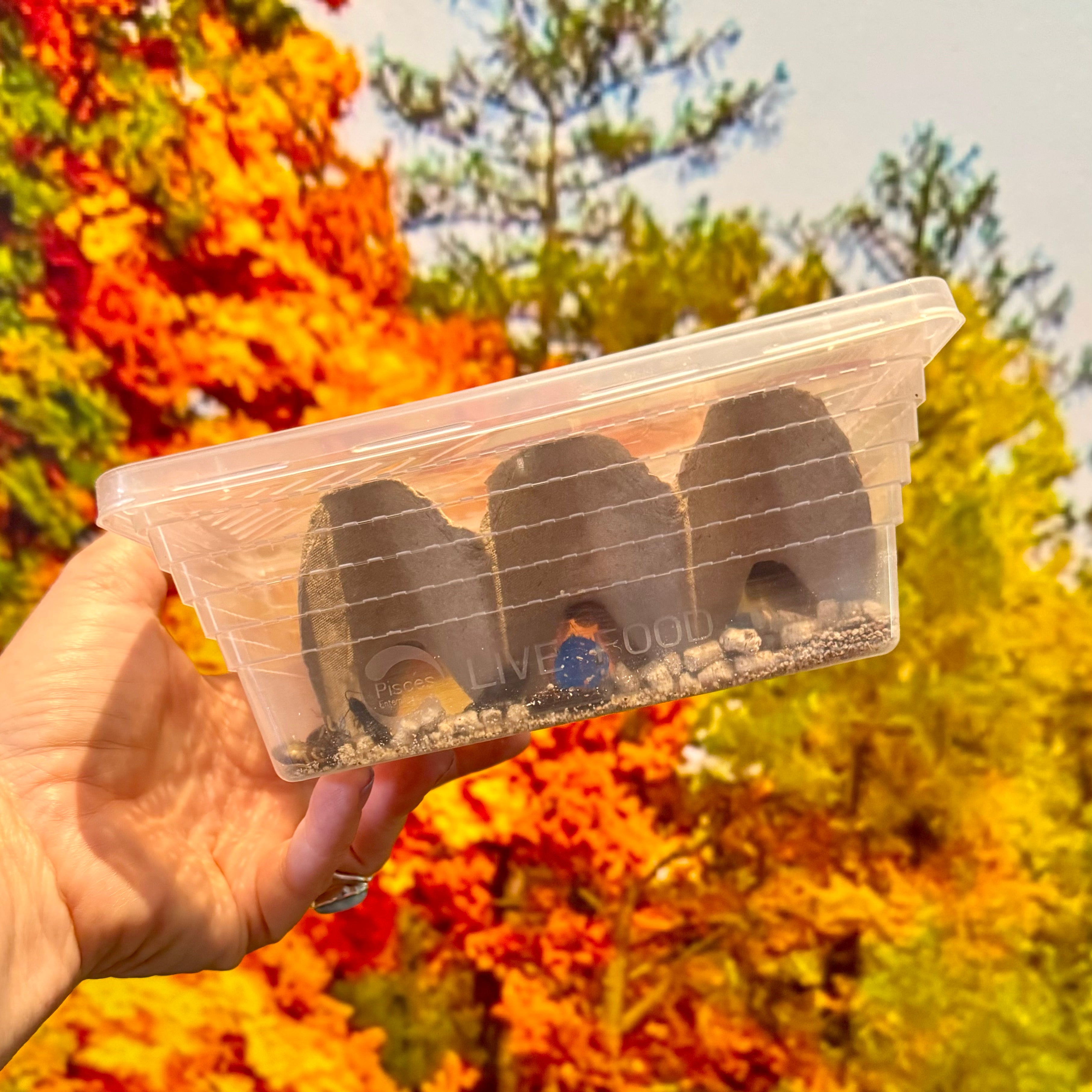 Feeder Insect Tub for sale