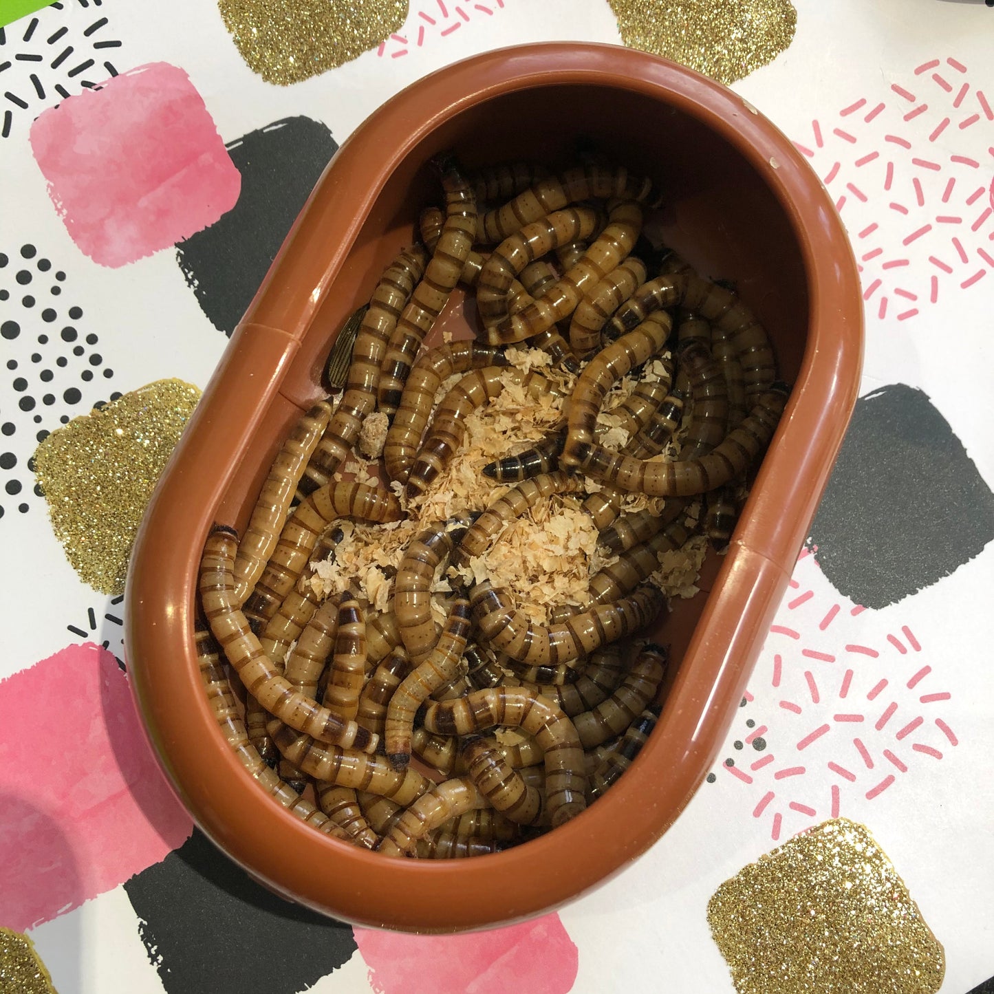 Giant Mealworms - Zophobas morio - Tubs