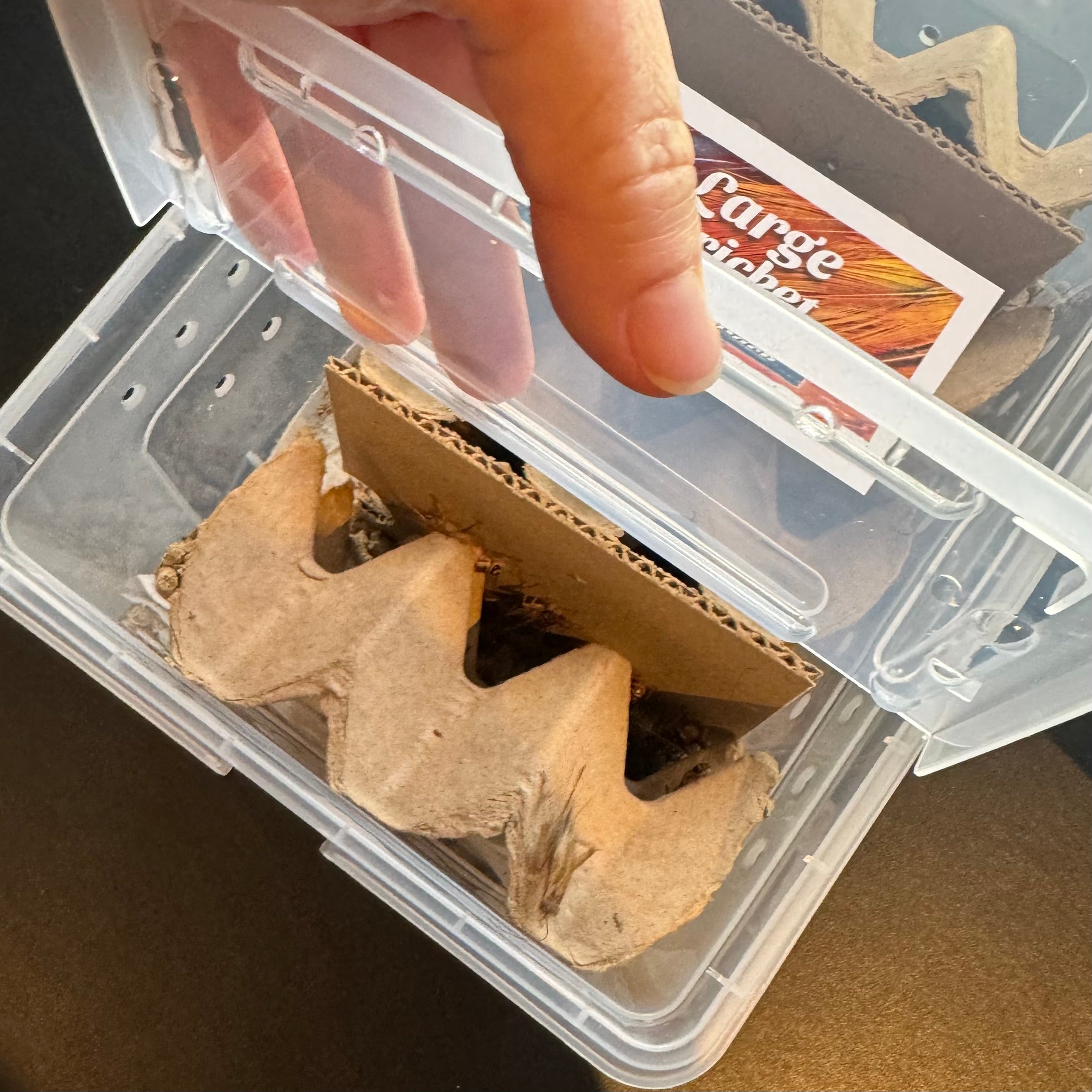 Large feeder crickets for sale