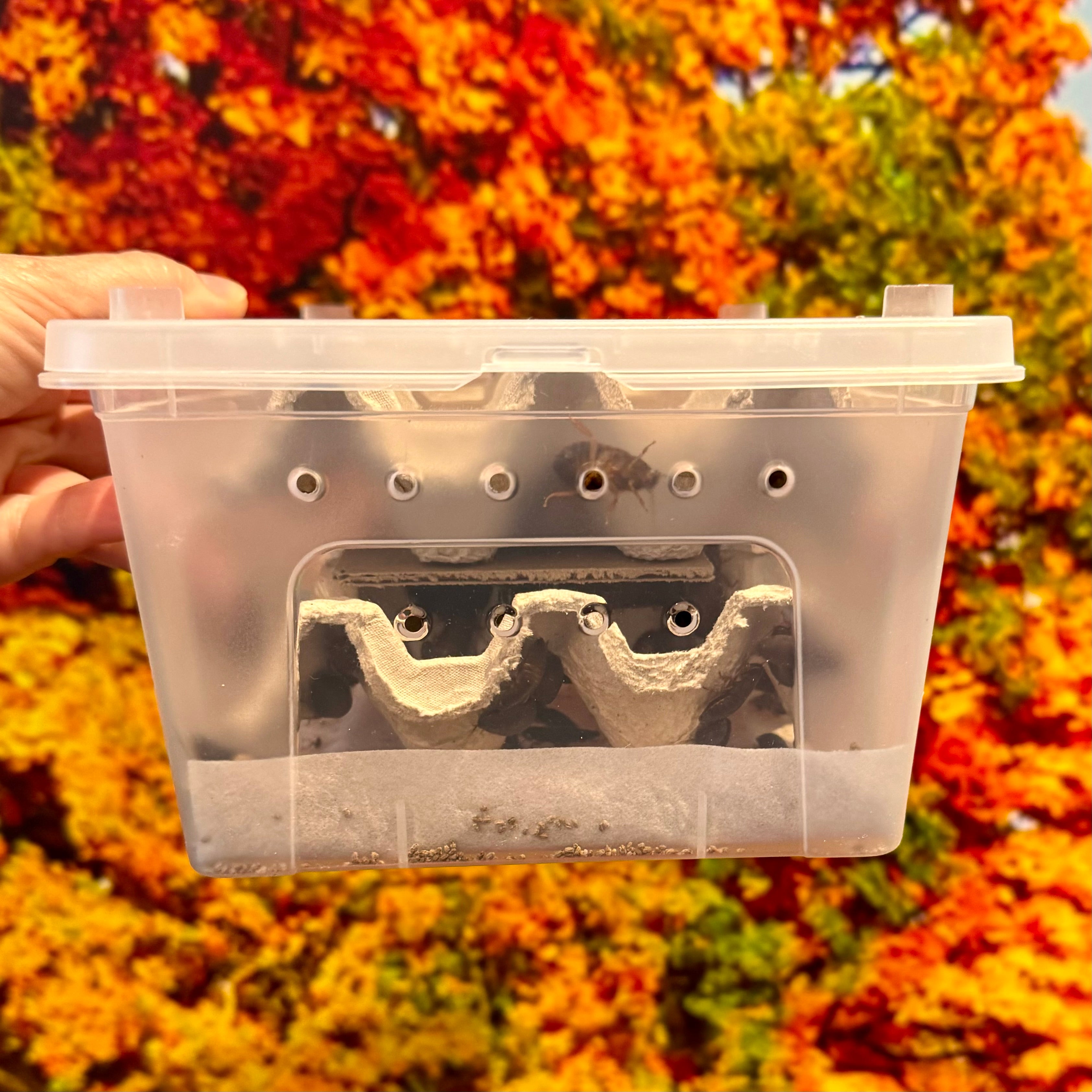 Medium Woodies Value Pack