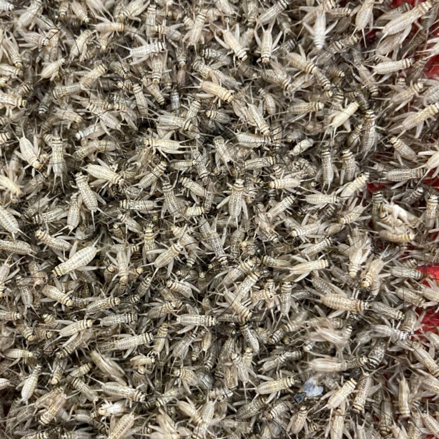 Bulk Livefood crickets