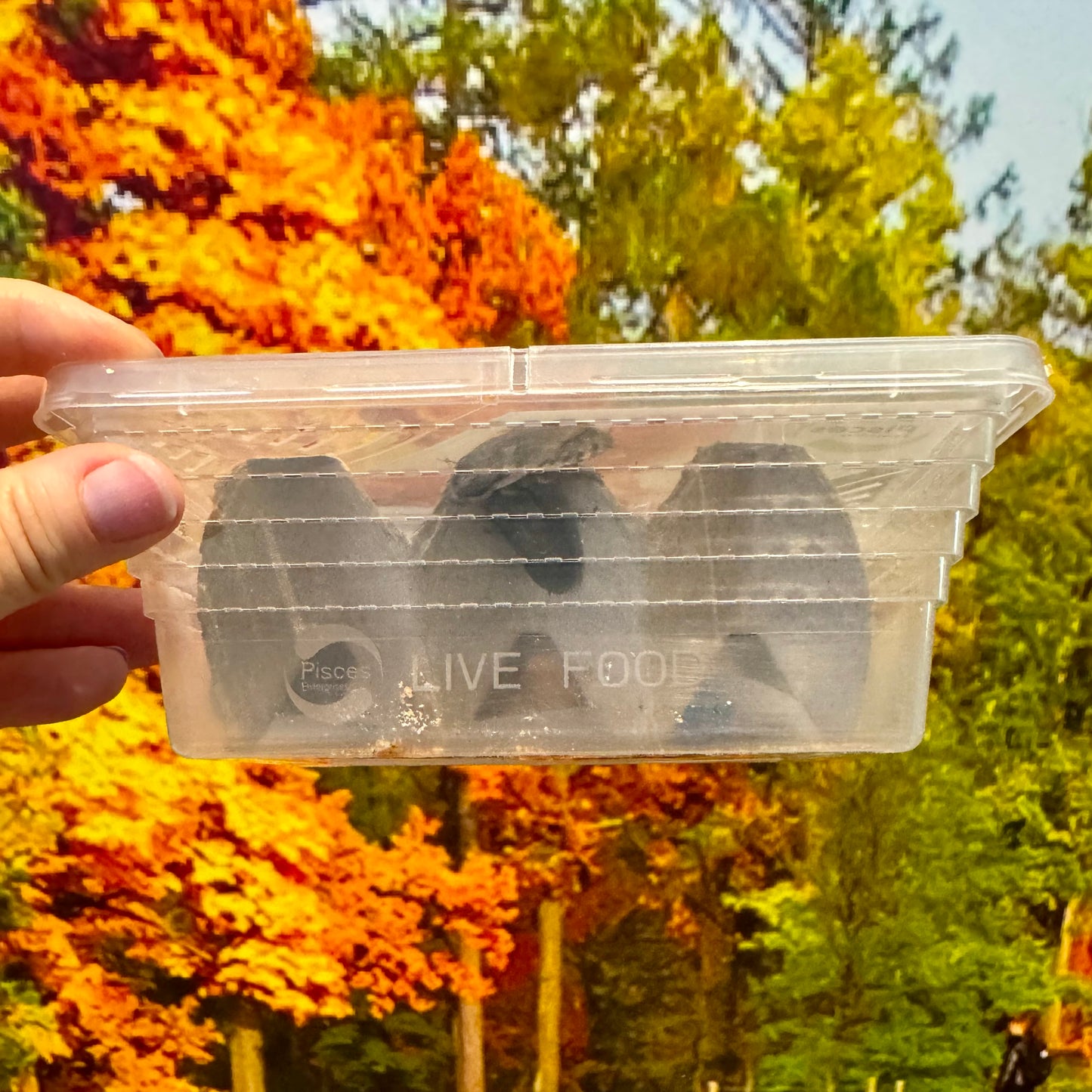 Livefood Feeder Insect Tub