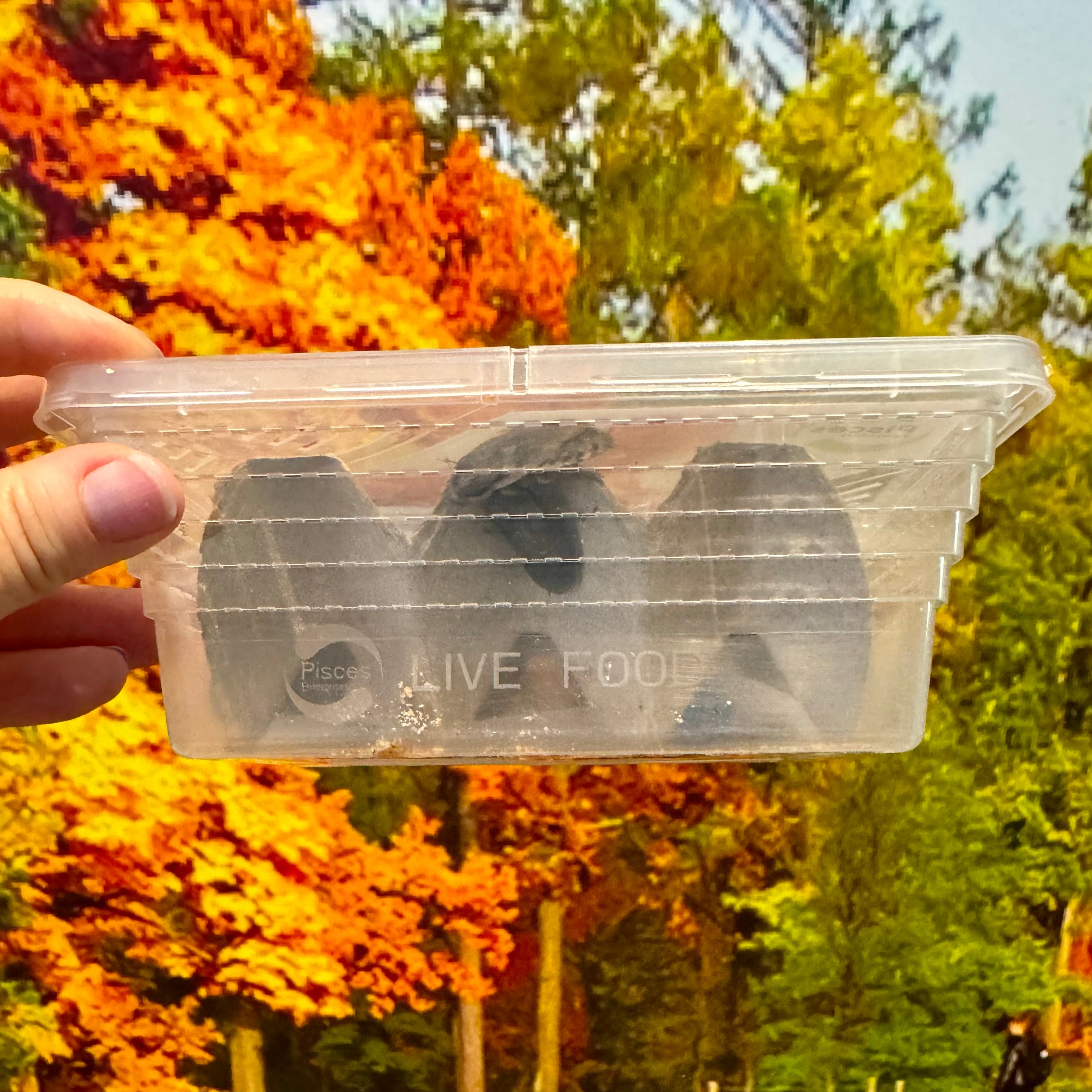 Livefood Feeder Insect Tub