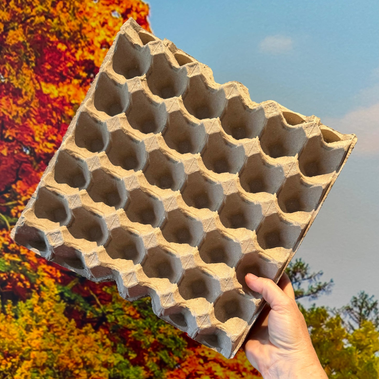 Insect Apartments Cardboard Egg Flats (10Flats)