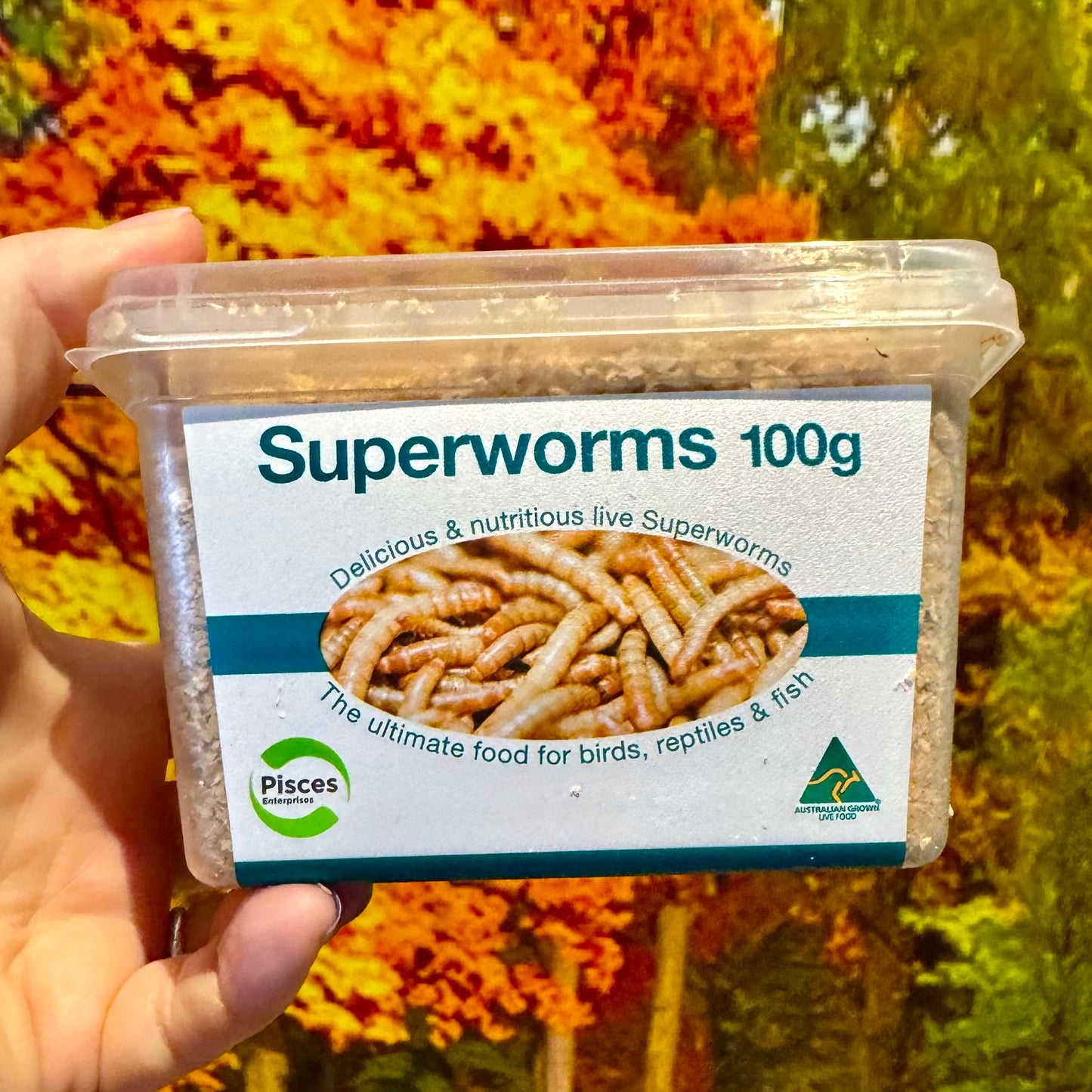 Superworms Tub 100g