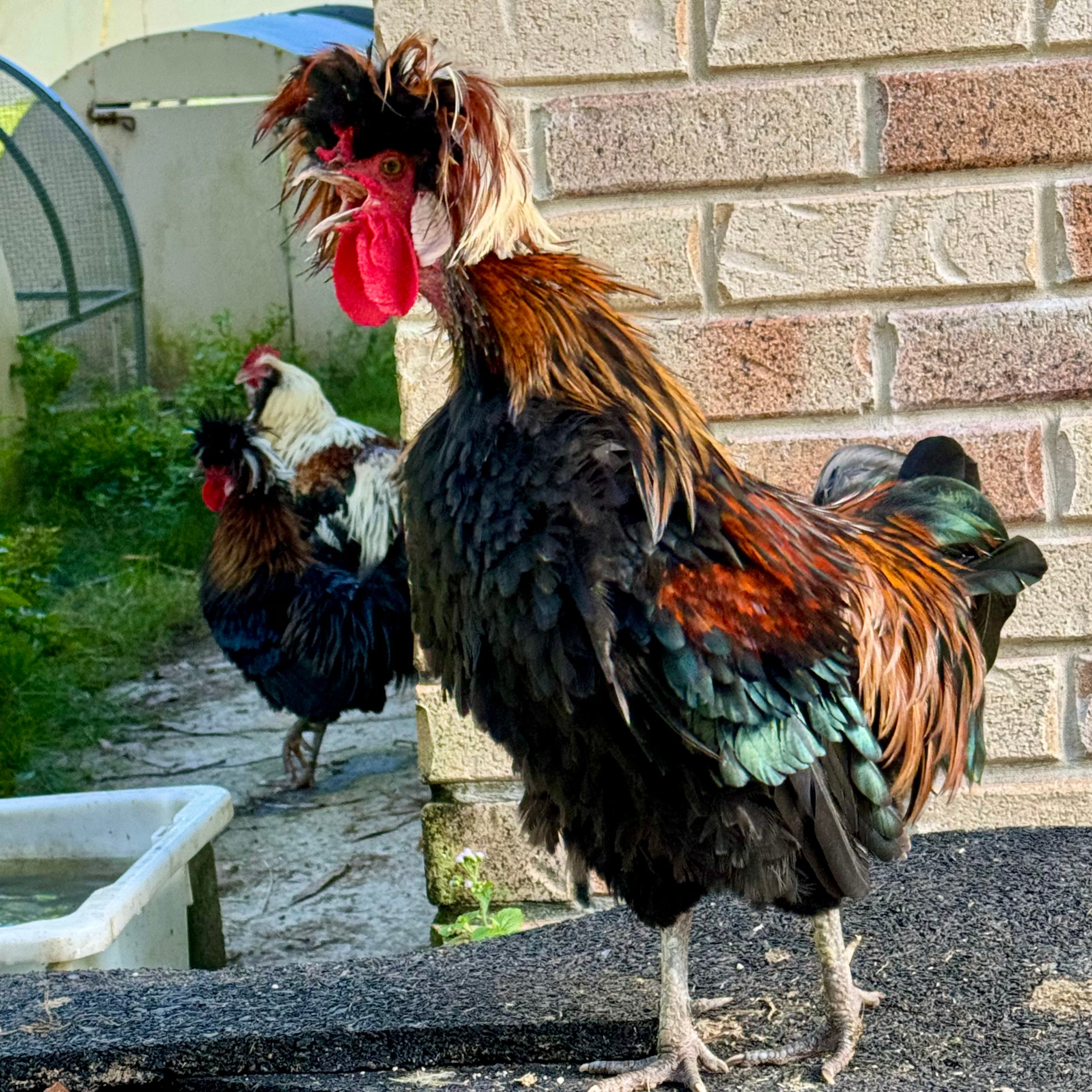 Rooster crowing