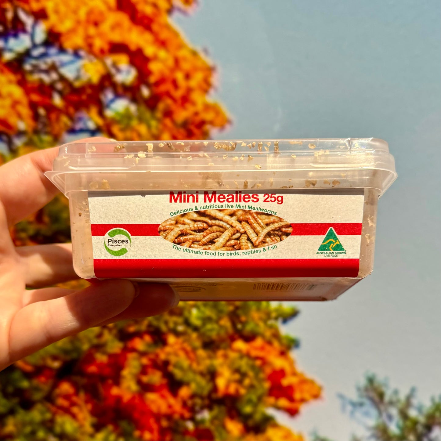 Mini Mealies Tub (25g)