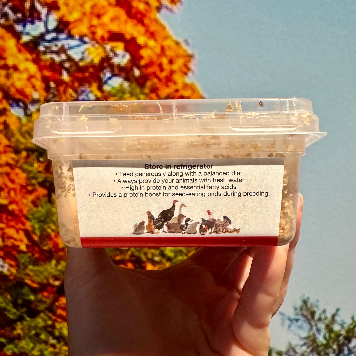 Mini Mealies Tub (25g)