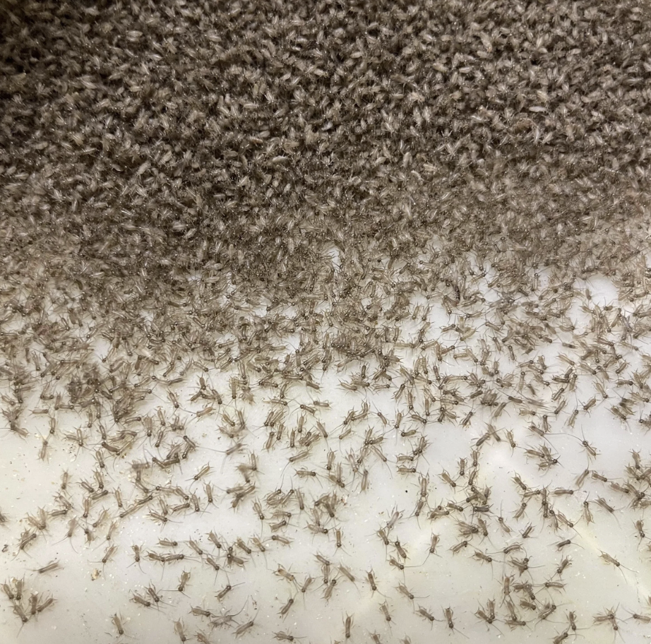 Baby or Pinhead Crickets