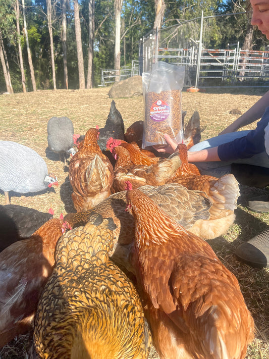 Backyard Bounty: Maximizing Nutrient-Dense Feeds for Healthy Chickens