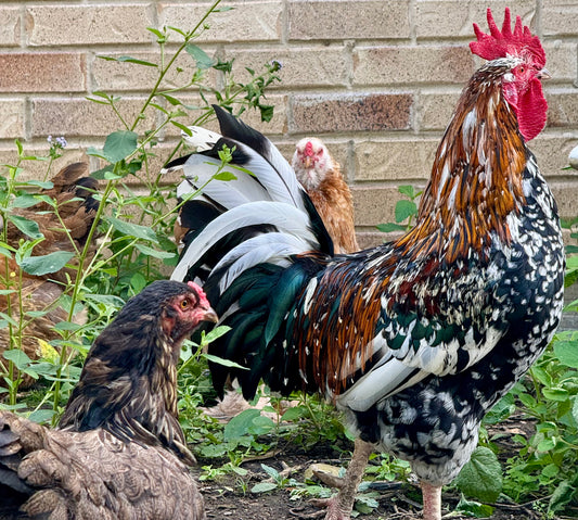 Healthy chickens eat live feeder insects