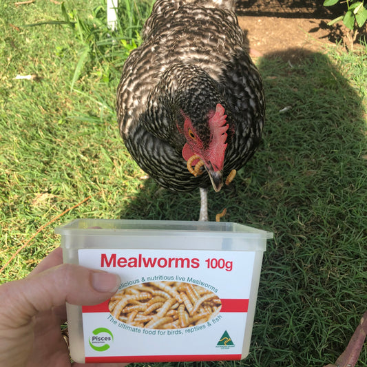 Mealworms - Food for Chickens in Australia