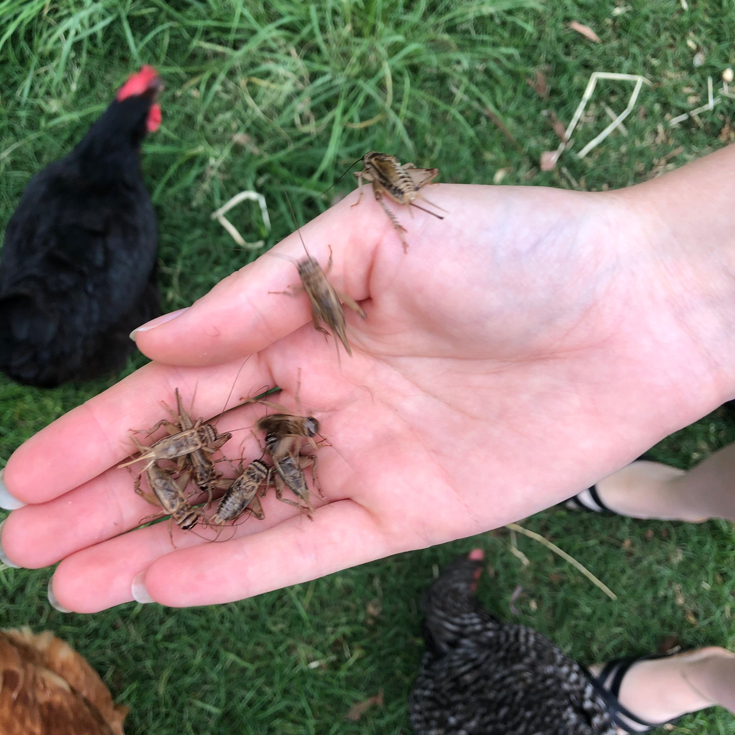 Are alive crickets good for Chickens and Birds?