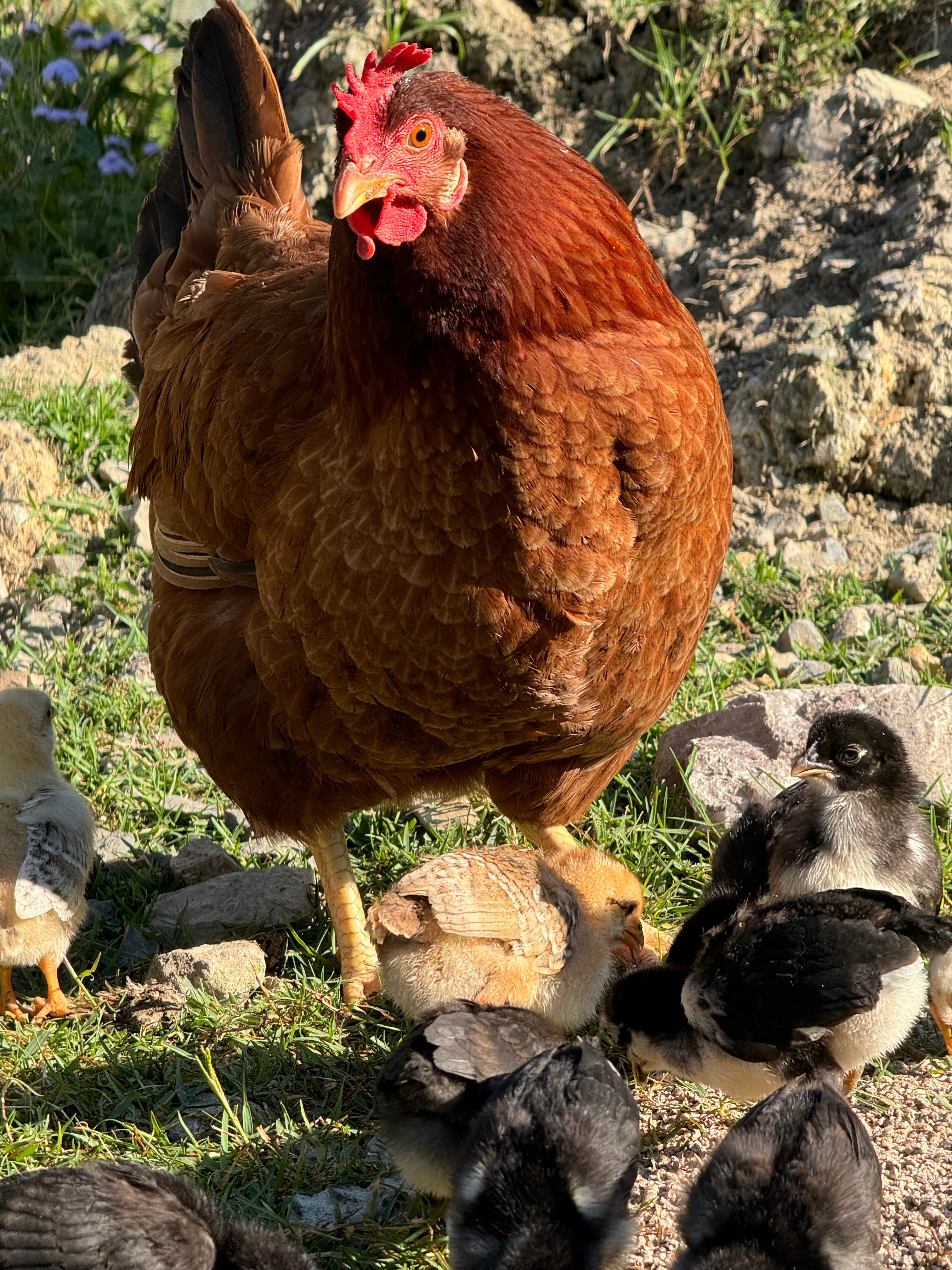 Are Mealworms good for Chickens?