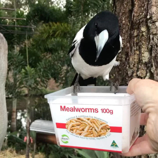 Is it okay to feed native birds?