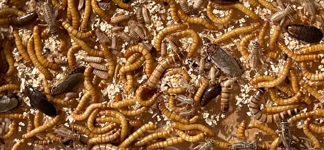 Insect. Shop Premium Live Insects for Chickens & Birds – Nest Box Online