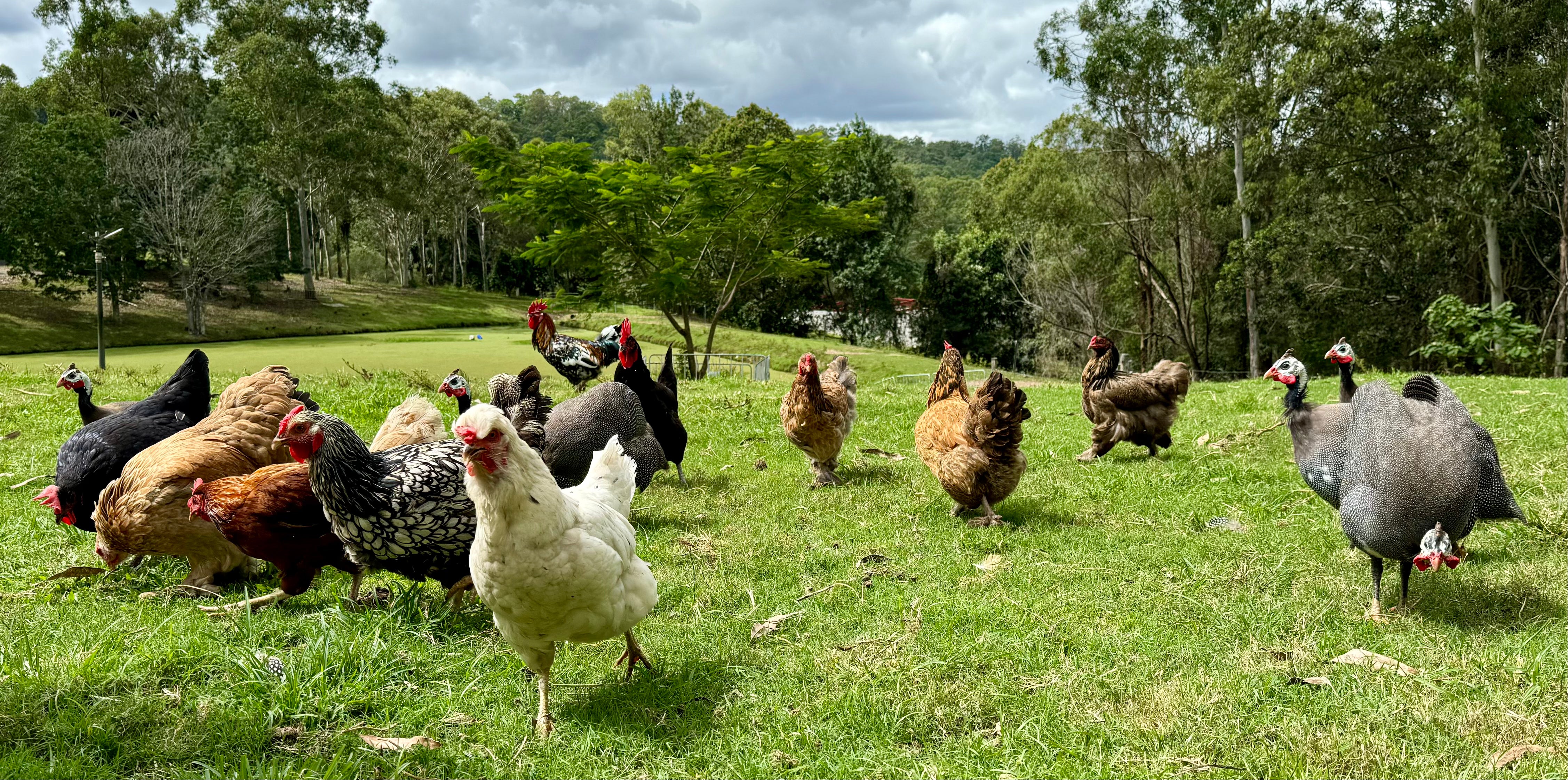 Not sure where to start? Starter Products for Chickens