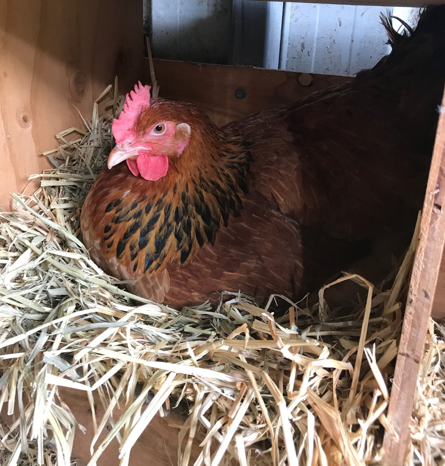 Nesting Material for Birds and Chickens