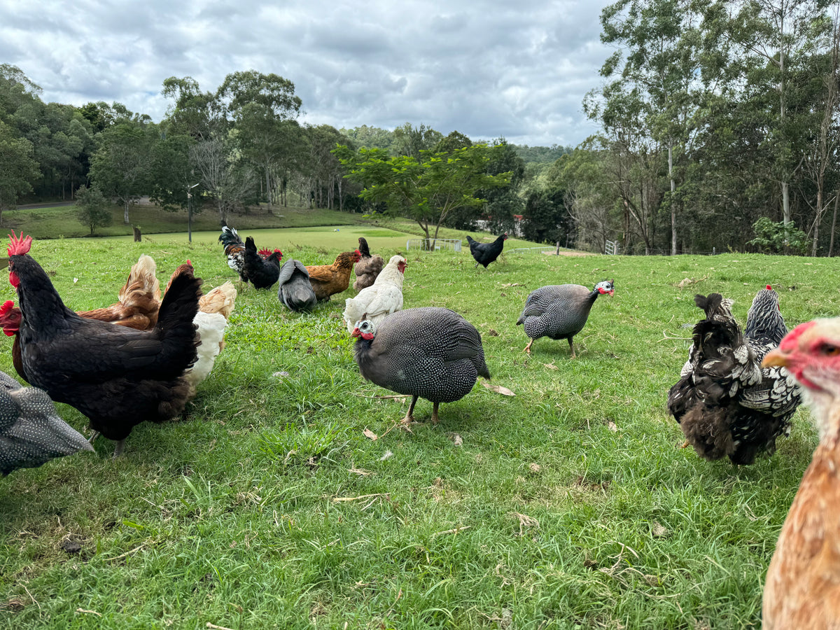 Premium Live Insects for Chickens & Birds – Nest Box Online