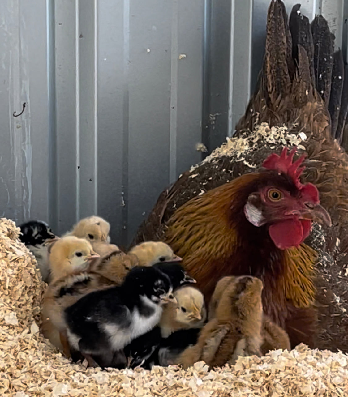 Caring for Chicks or Ducklings