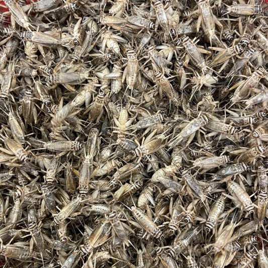 Large Crickets