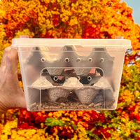 Large Woodies Value Pack