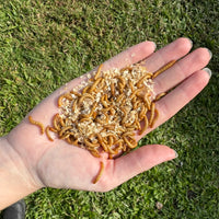 An open hand, holding livefood feeder insect mealworms