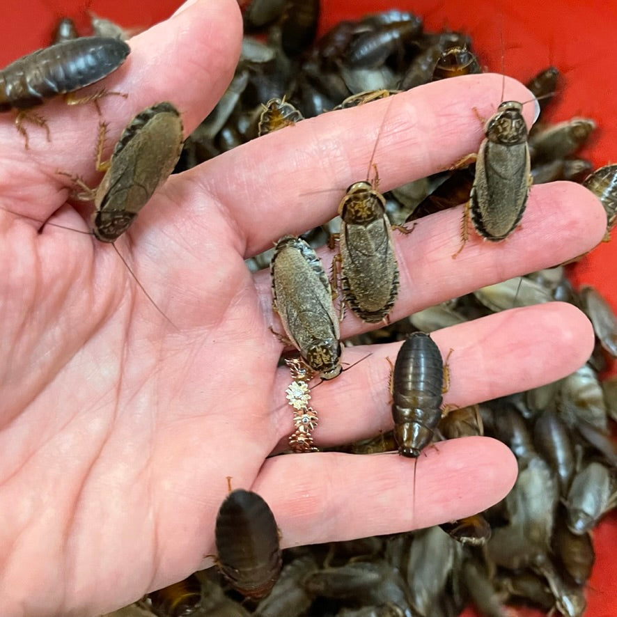 Large Woodies Tub