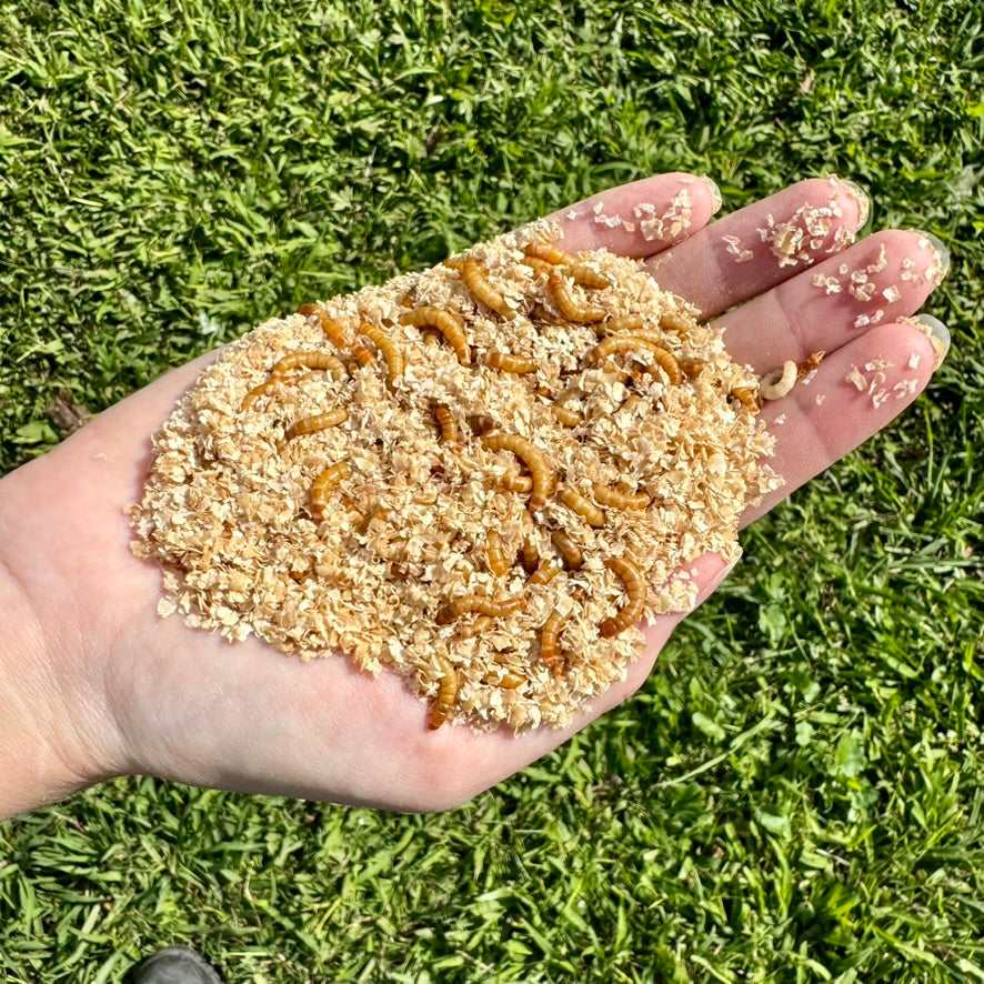 An open hand, holding livefood feeder insect mealworms in aspen shavings