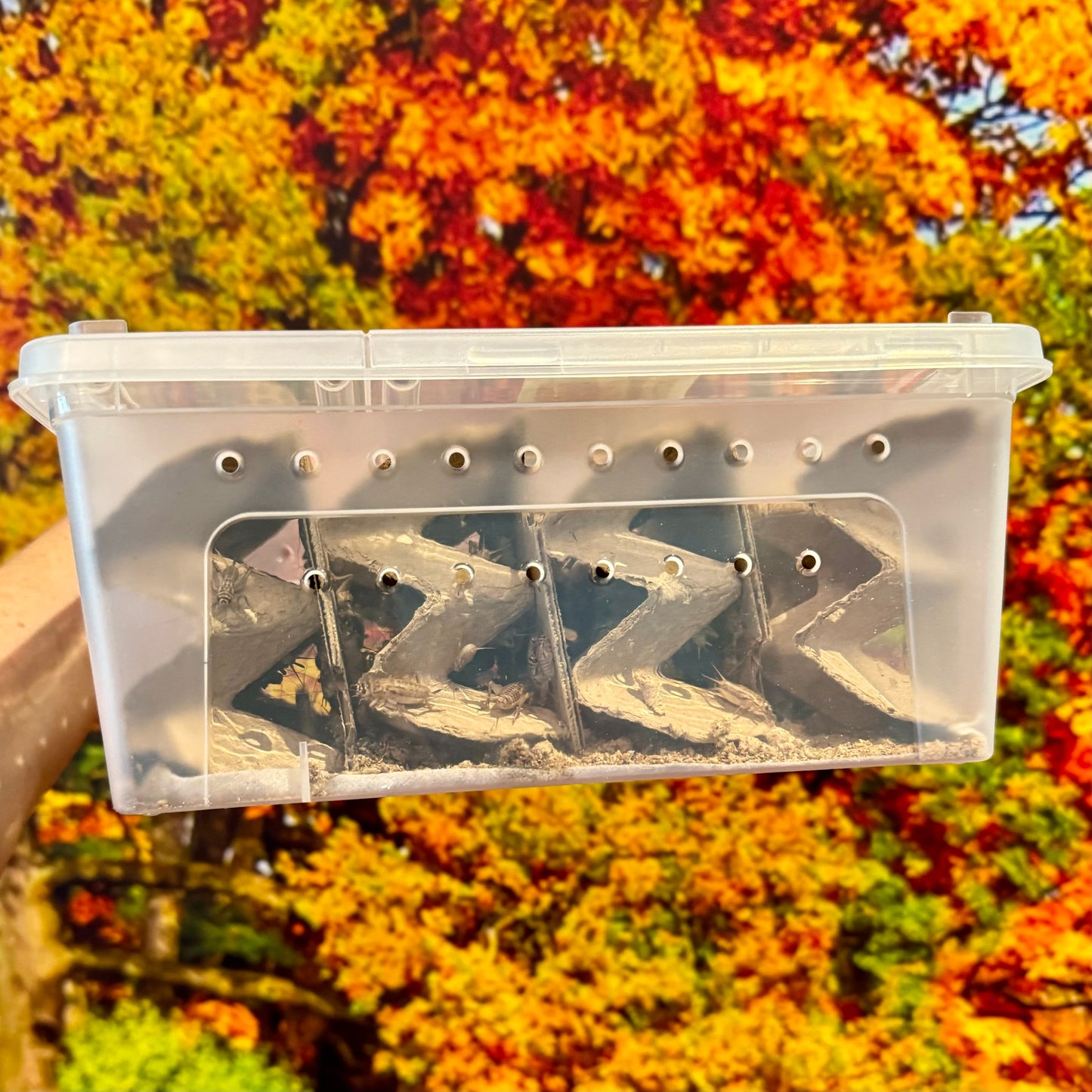 Livefood feeder insect crickets in a Value Pack