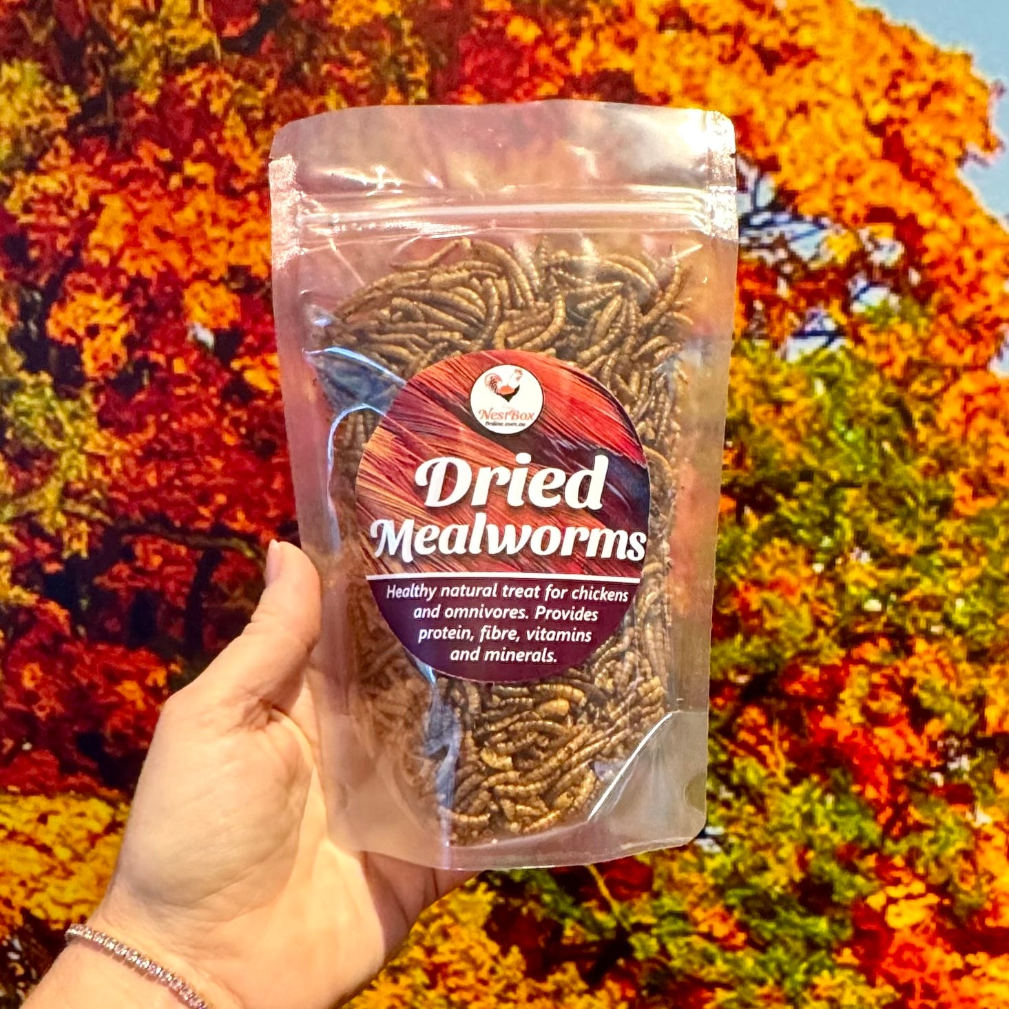 Dried Mealworms