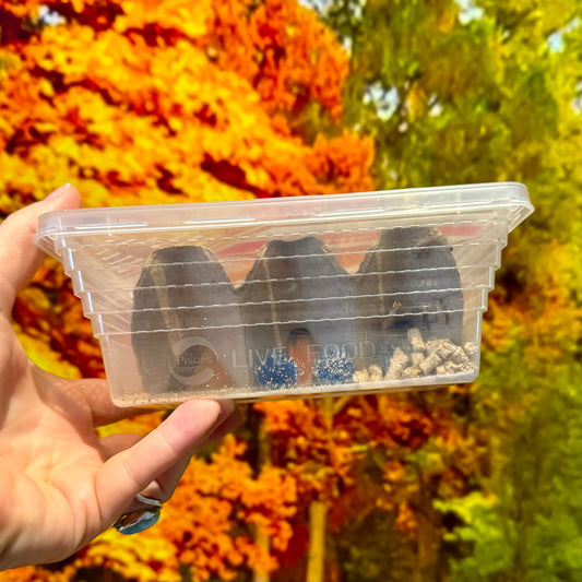 Baby crickets in tub