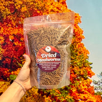 Dried Mealworms