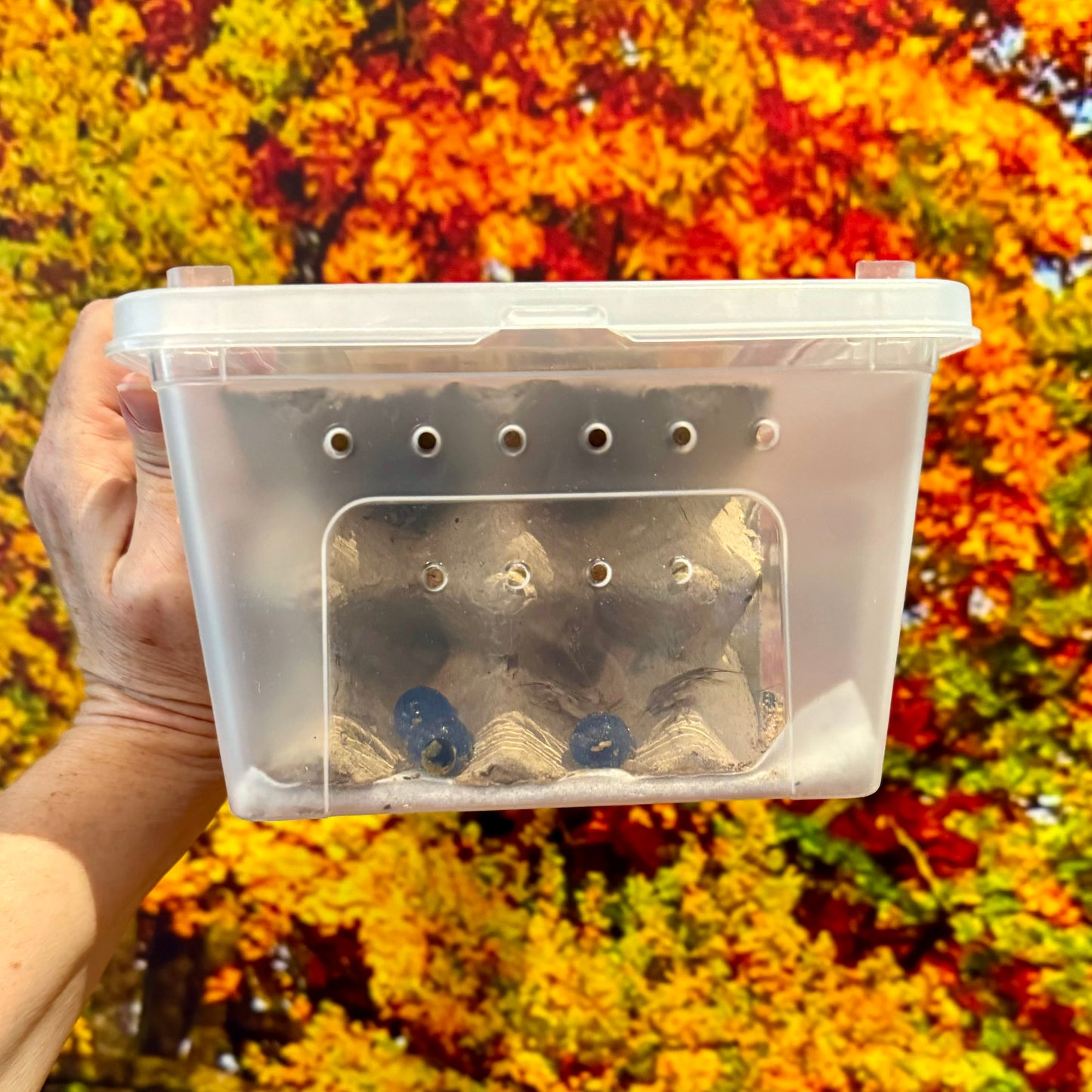 Medium Cricket Value Pack