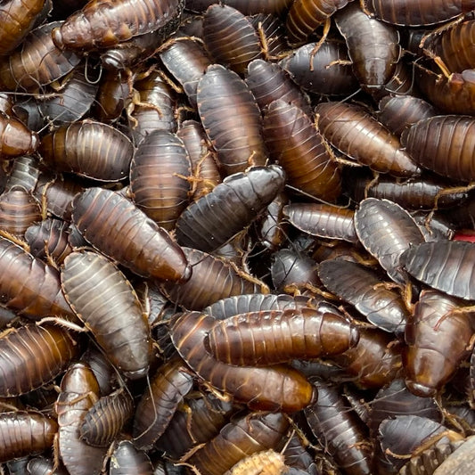 Large Woodies for sale