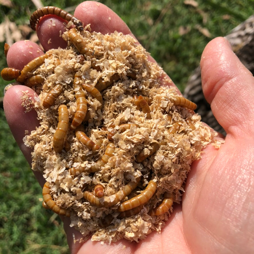 Handful of large mealworms