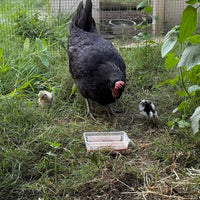 Chicken eating mini mealies mealworms